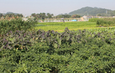 菜地難種、施肥低效、薊馬高發(fā)，咋辦？這里有高招！