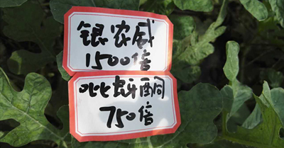 【探索】是什么讓黃蚜如此落??？