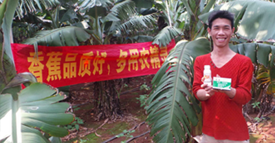 差距這么大， 是真的嗎？ 銀農(nóng)故事匯—香蕉篇
