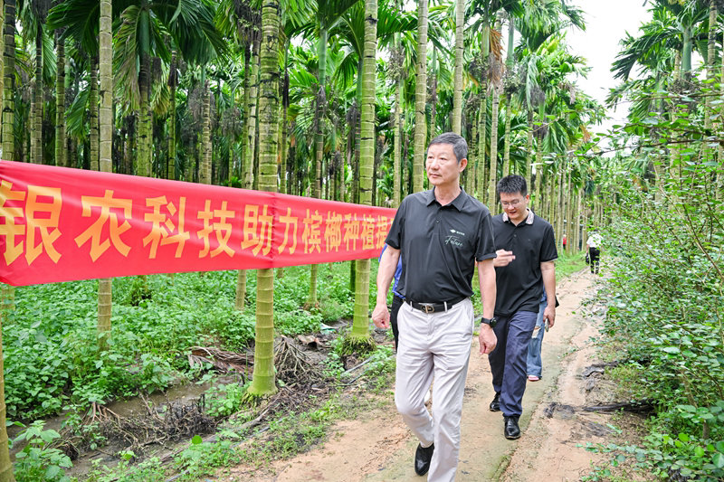 不斷創(chuàng)新納米農(nóng)藥，“銀農(nóng)三寶”助力檳榔提質(zhì)增收